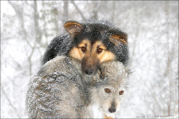 Любить, как волки собаки зима преданность