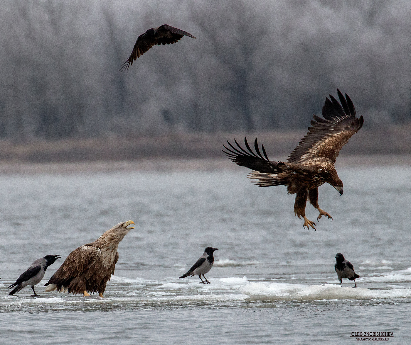 «Возвращение блудного ( ...не попугая )..орлана » Орлан белохвост река Волга Астрахань