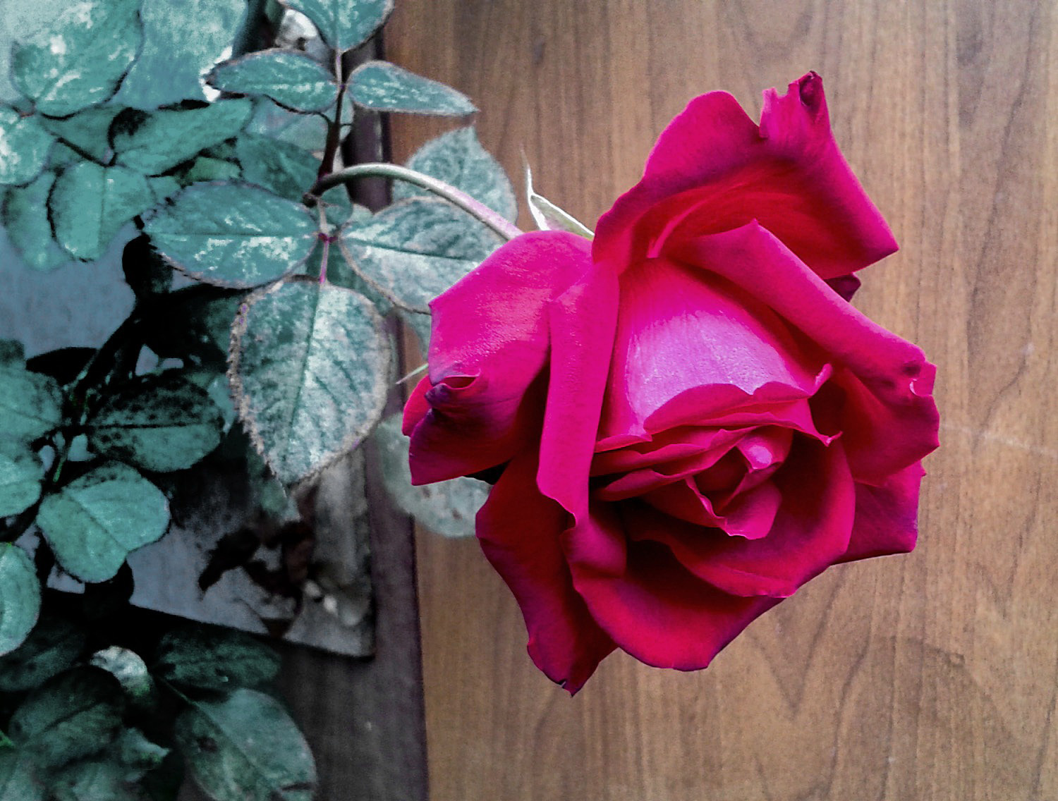 ***роза роза природа красота сад огород