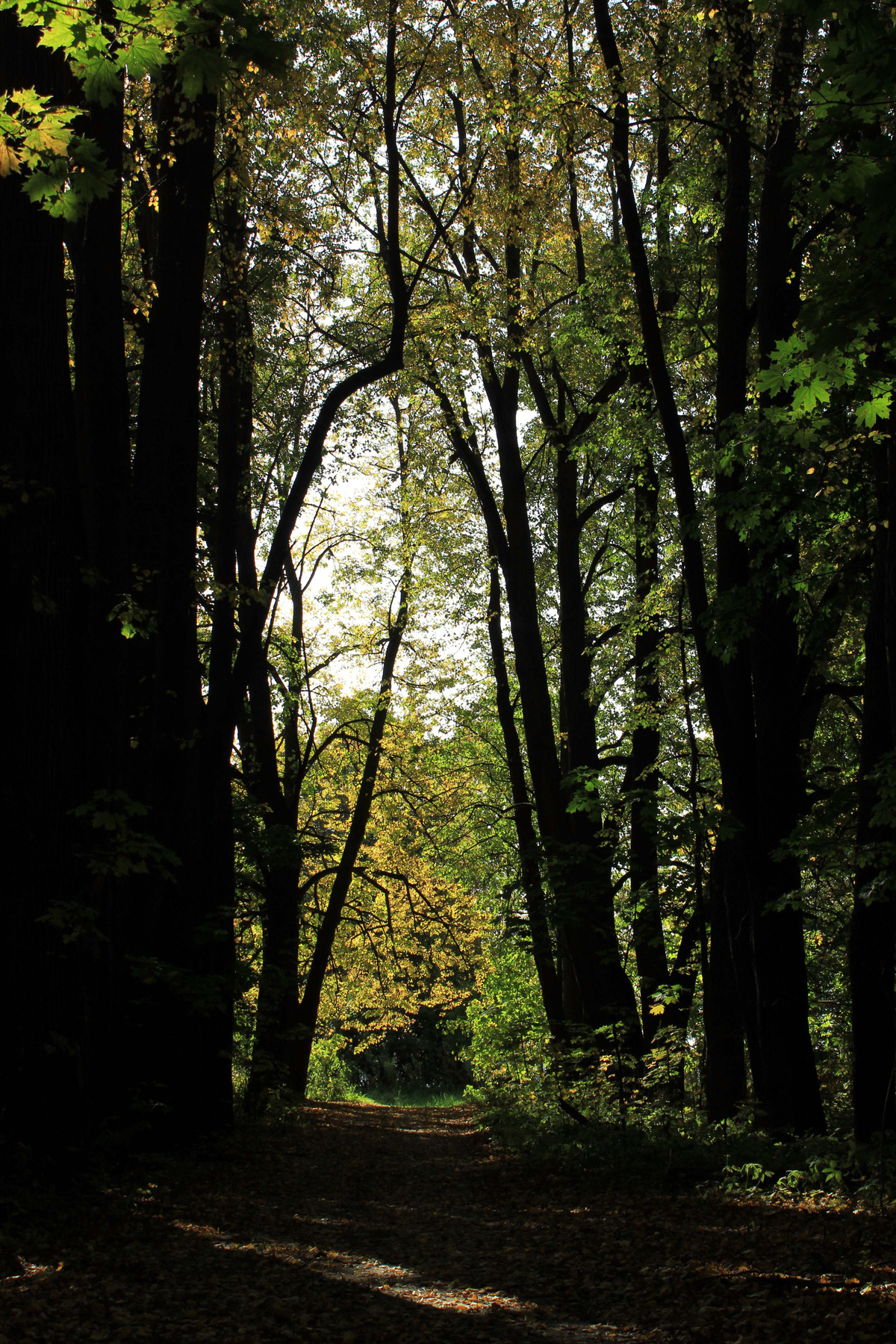 В осеннем лесу пейзаж осень