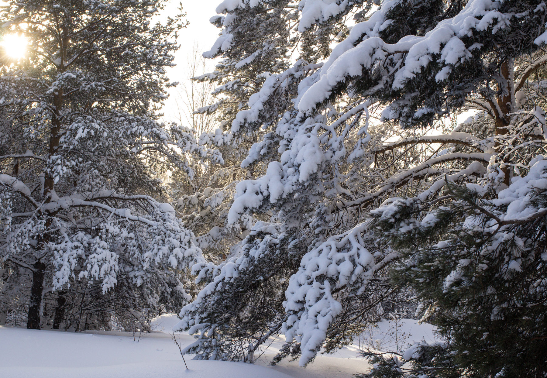 под снежным покровом) зима декабрь лес снег заснеженность утро природа красота тишина наедине с природой