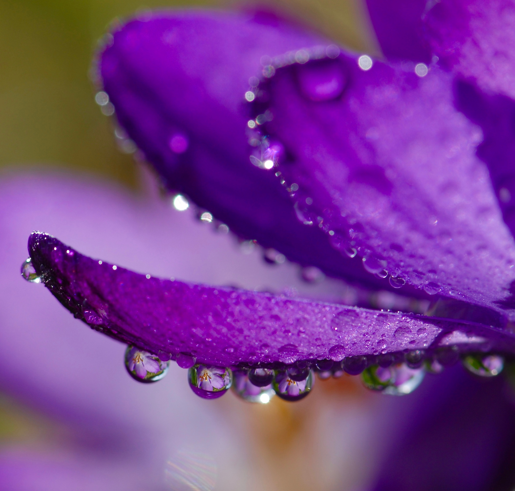 Фиолетовые капитошки крокус капля весна зима фиолетовый