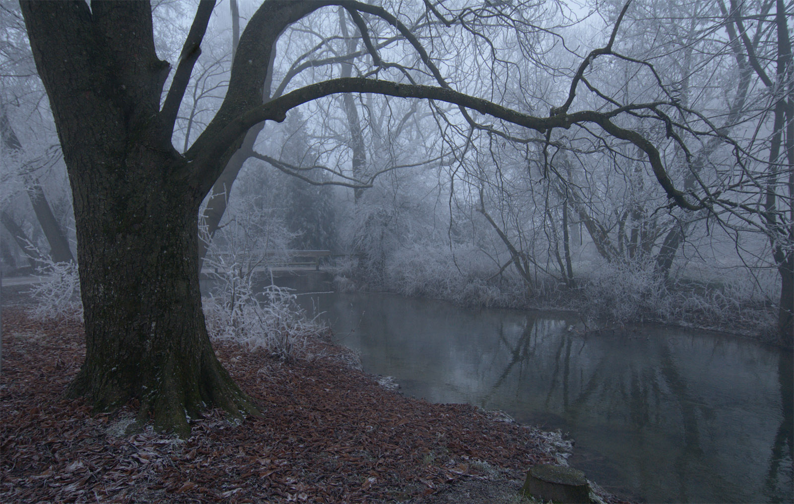 Морозным туманным утром на ручье утро туман дерево ручей