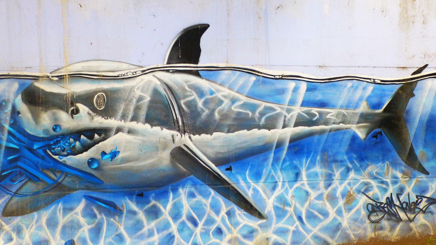 Street Art Le requin tag 