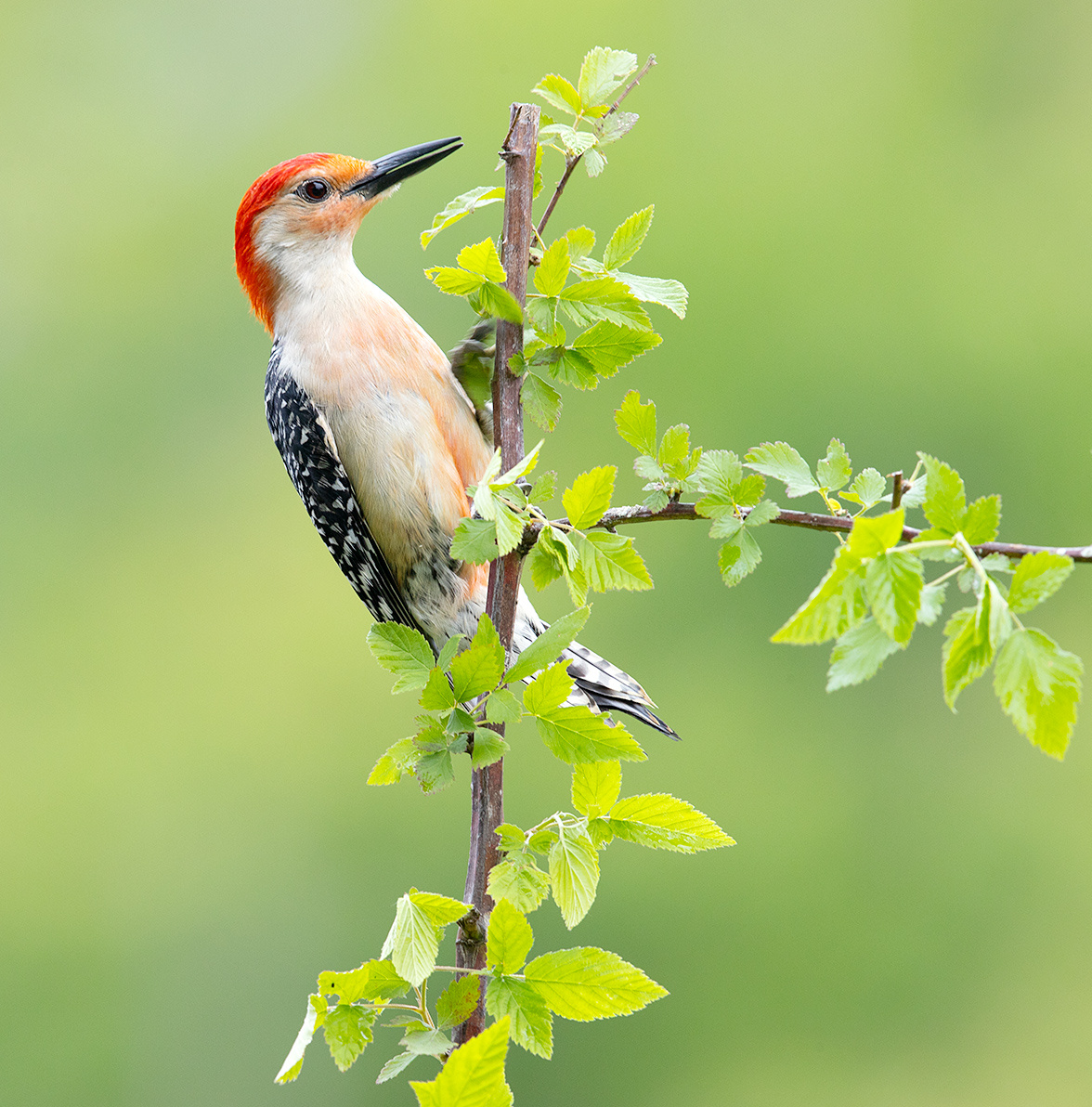 Red-bellied Woodpecker male -Каролинский меланерпес 