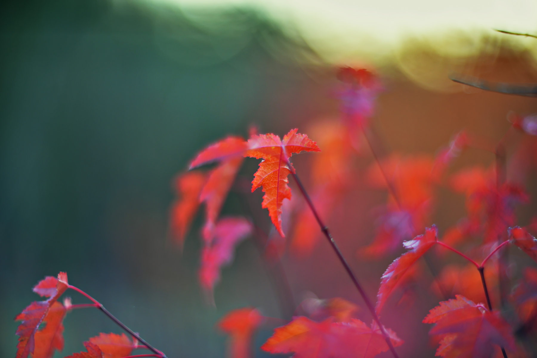 Осенние краски осень парк октябрь листья боке омск