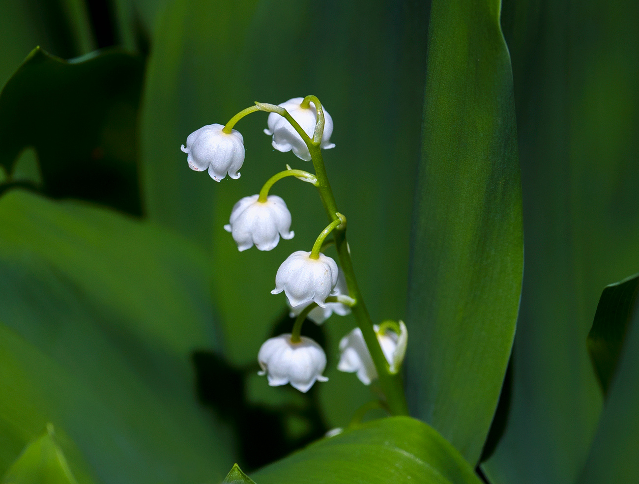 lily of the valley 