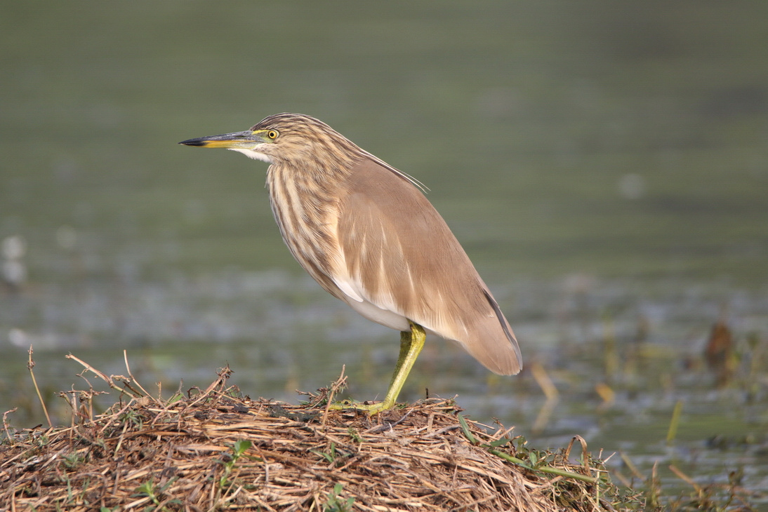 Indian Pond-Heron 