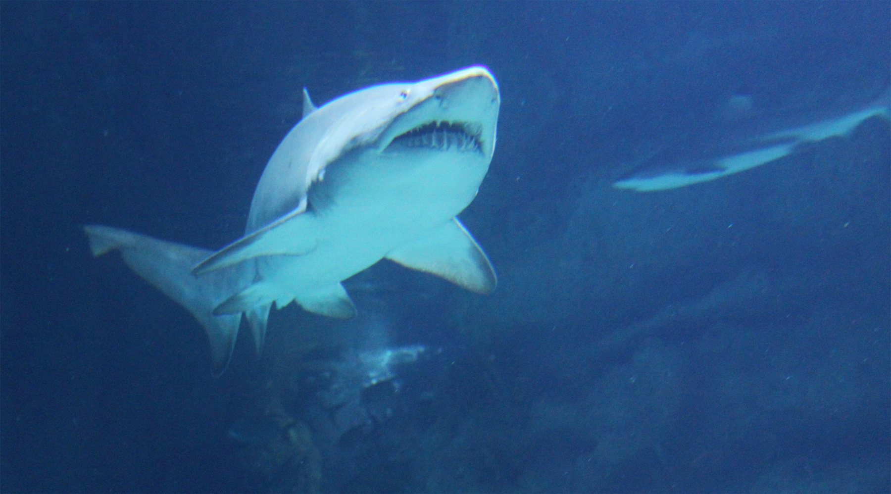 белая акула 