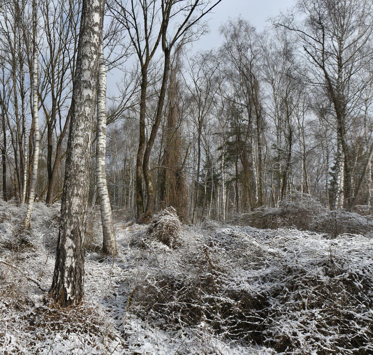 Лес как он есть_6 лес утро снег