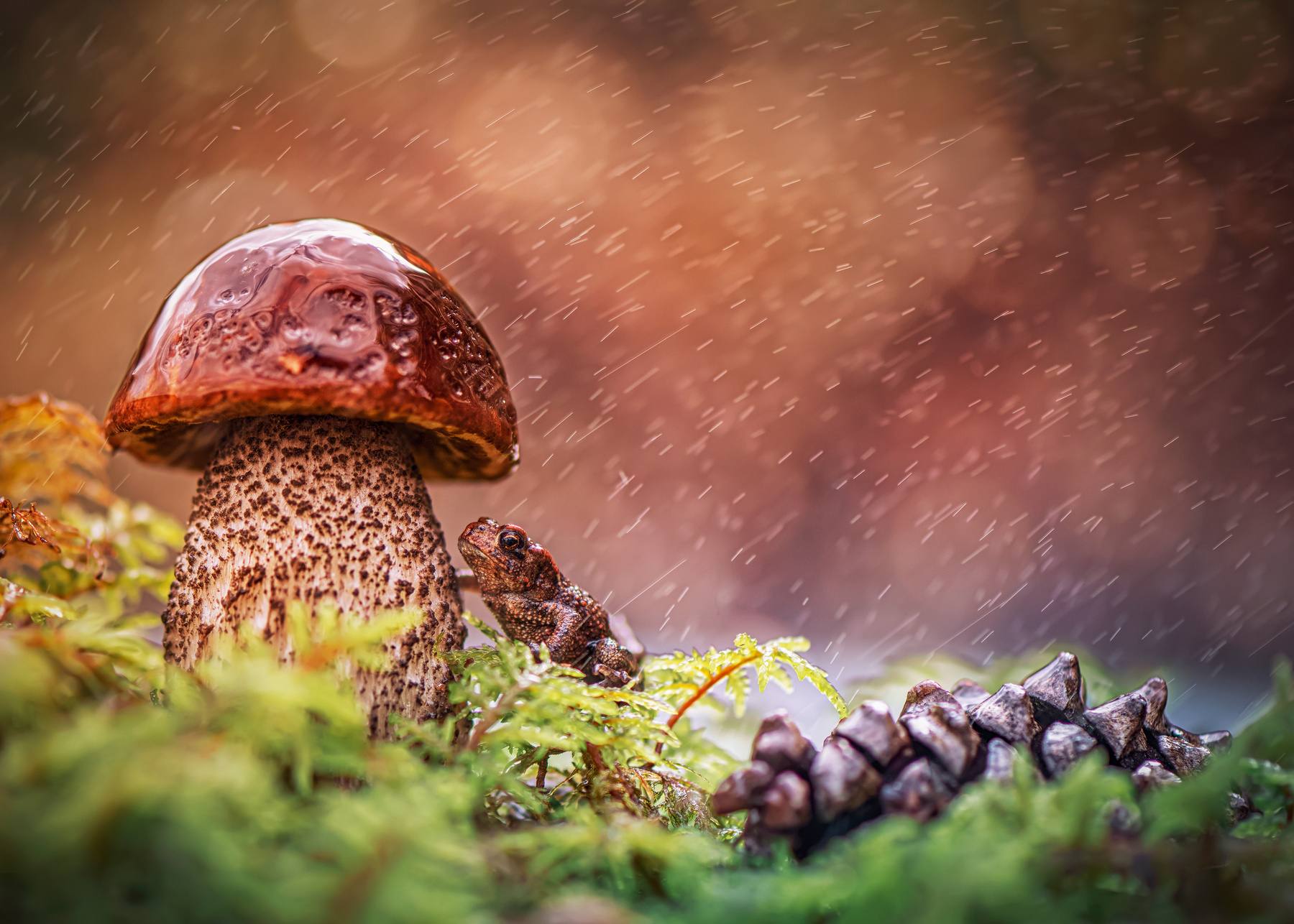 вместо зонтика лес природа лягушка гриб мох дождь