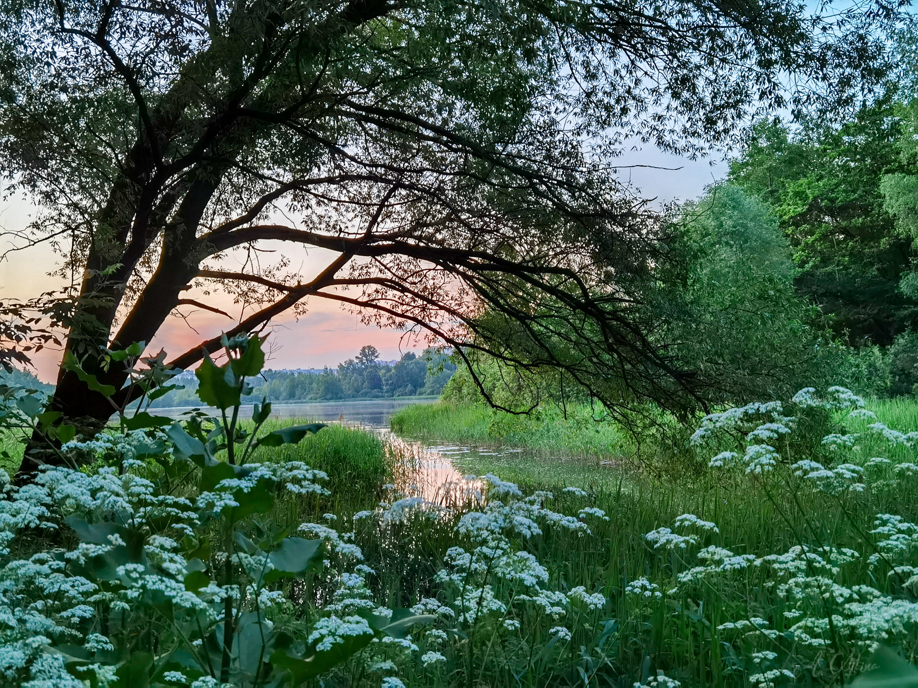 Июньский вечер Озеро трава цветы закат вечер