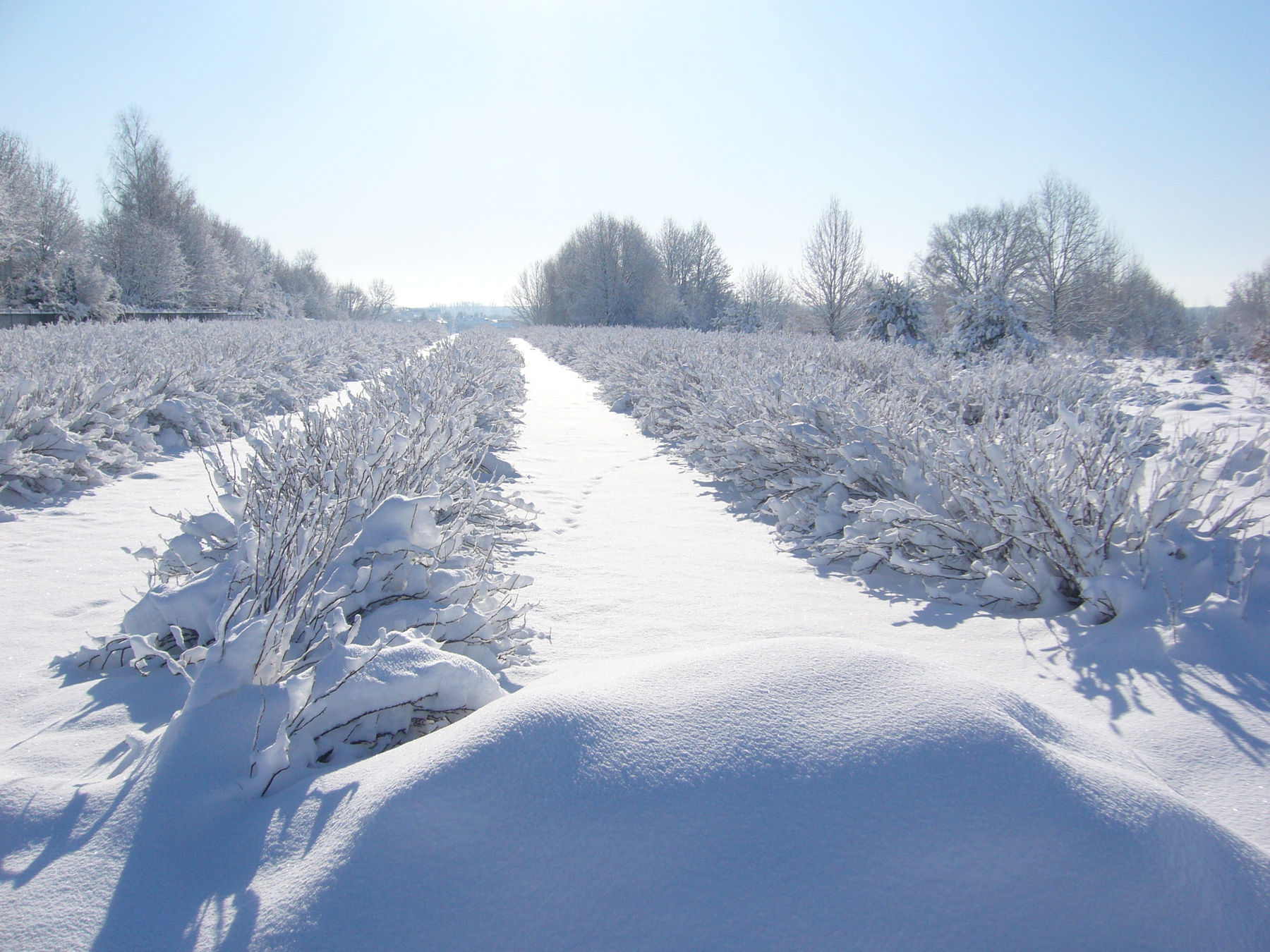 поле смородины в снегу снег поле смородина