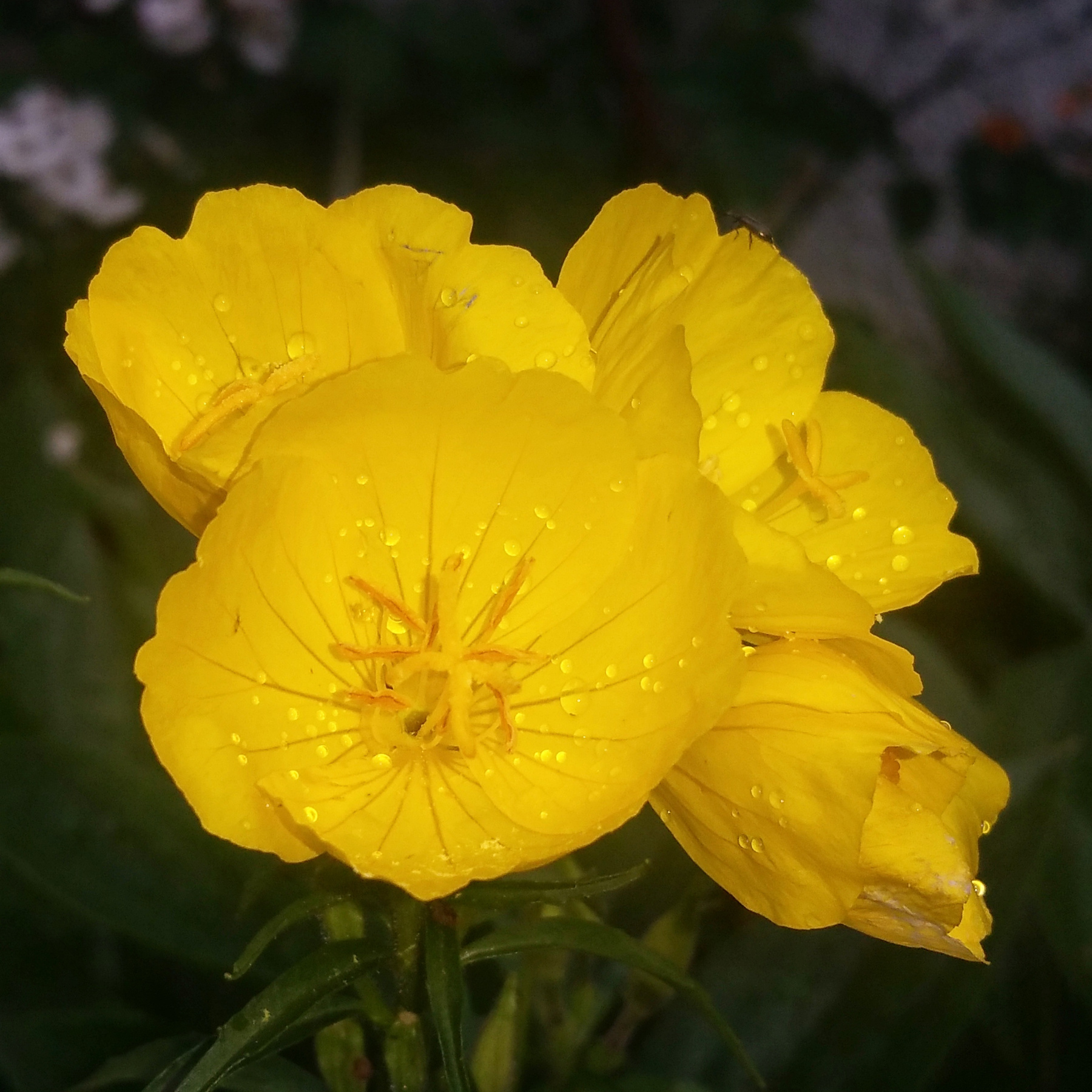 Nachtkerzen Цветы полевые жёлтый