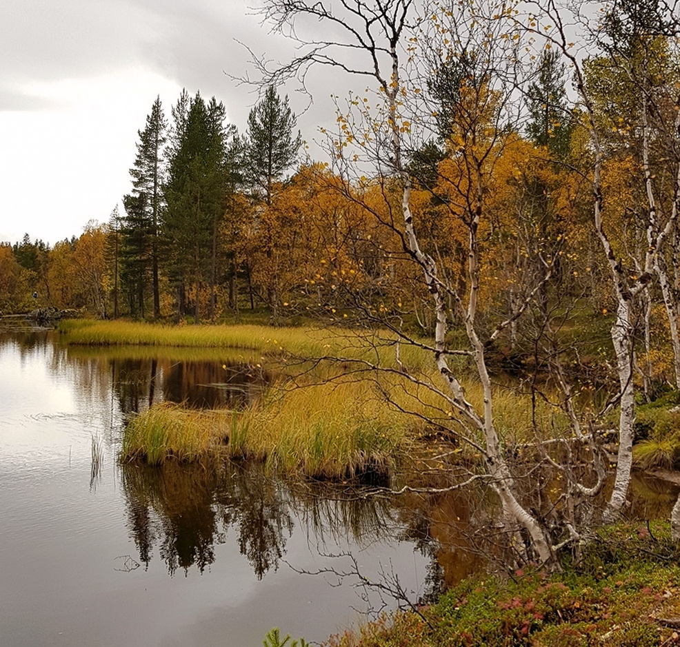 Морошковый цвет заполярья Кольский полуостров Лапландия осень