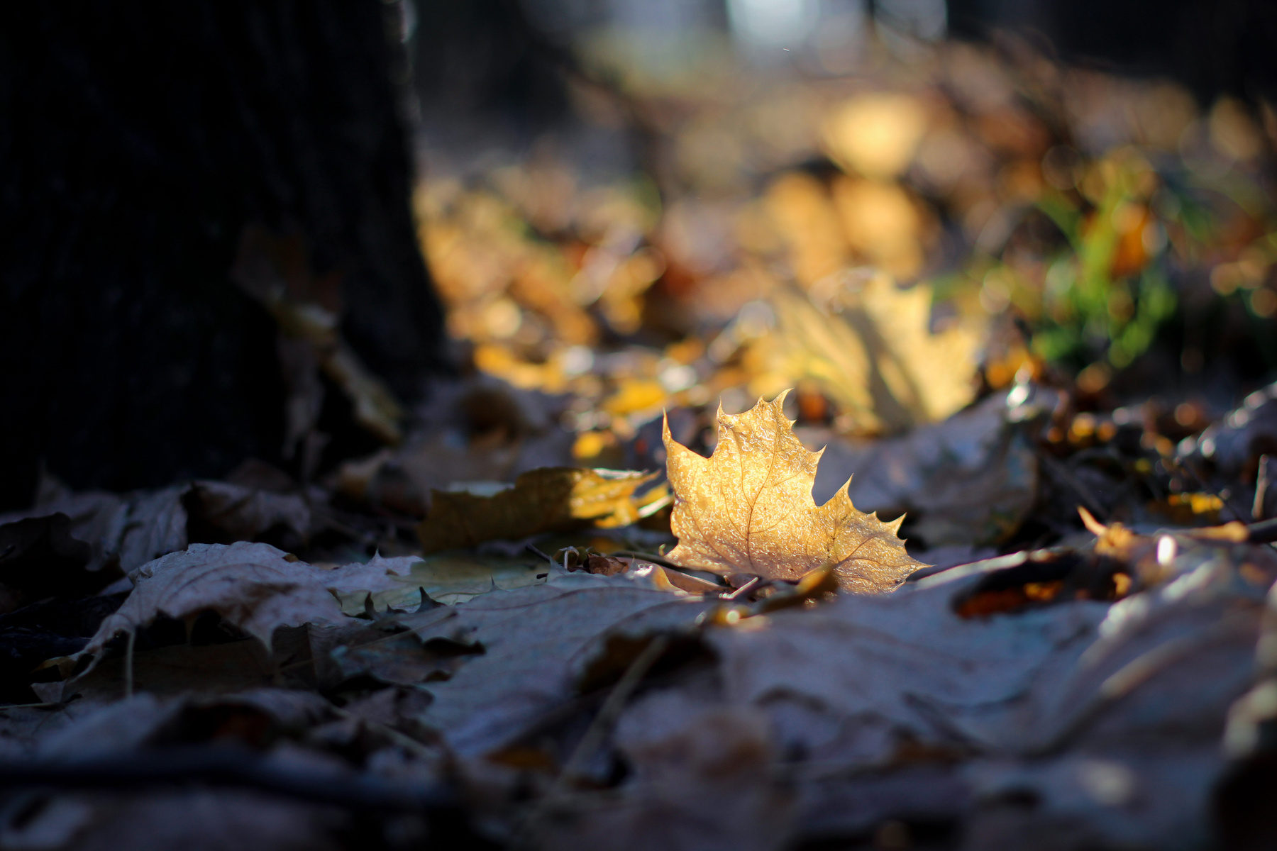 Воспоминание об осени осень кленовый лист