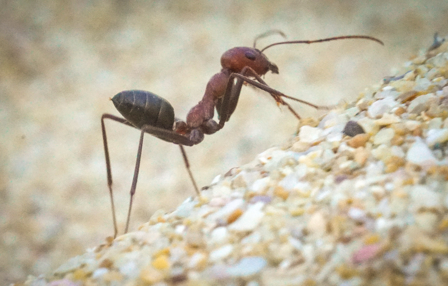Пляжный муравей 
