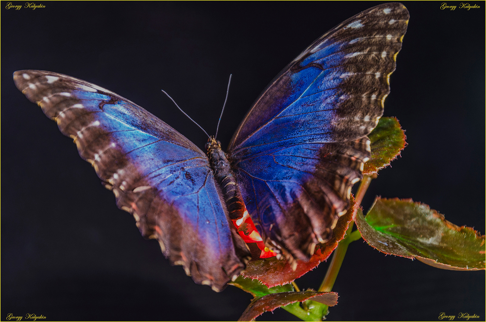 Morpho peleides бабочка цветок темно красиво жизнь природа