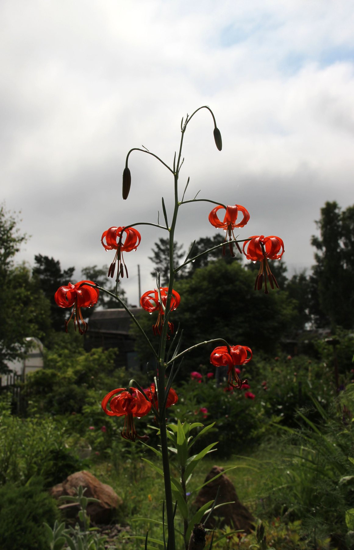 Лилия карликовая, дикорастущая Сибирь лето цветы