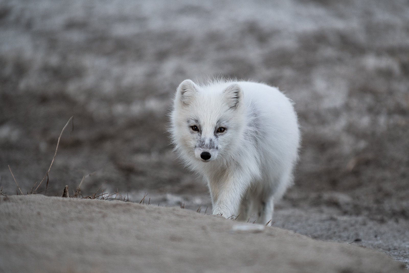 Полярная лисица полярным днём… Да, полярный день уже наступил) arctic fox песец Ямал дикие животные север