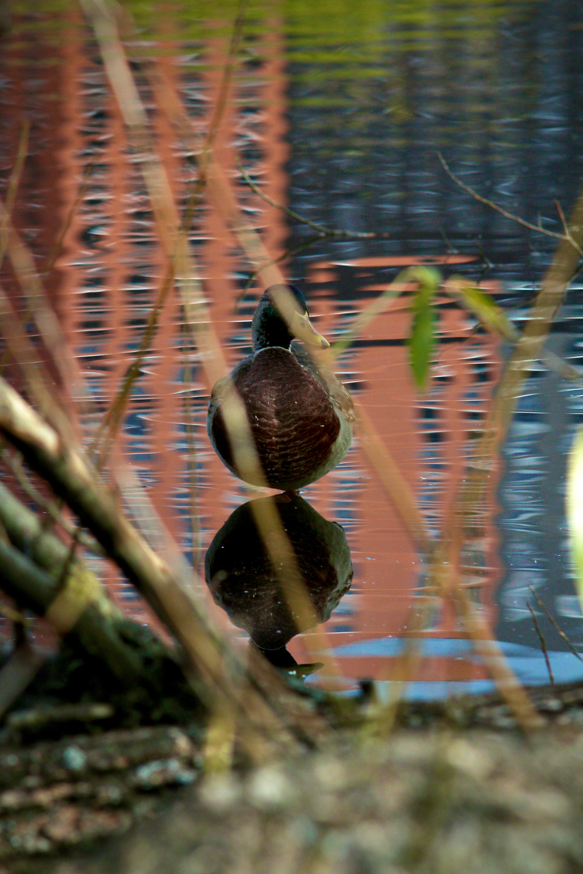 Утка утка природа озеро утки