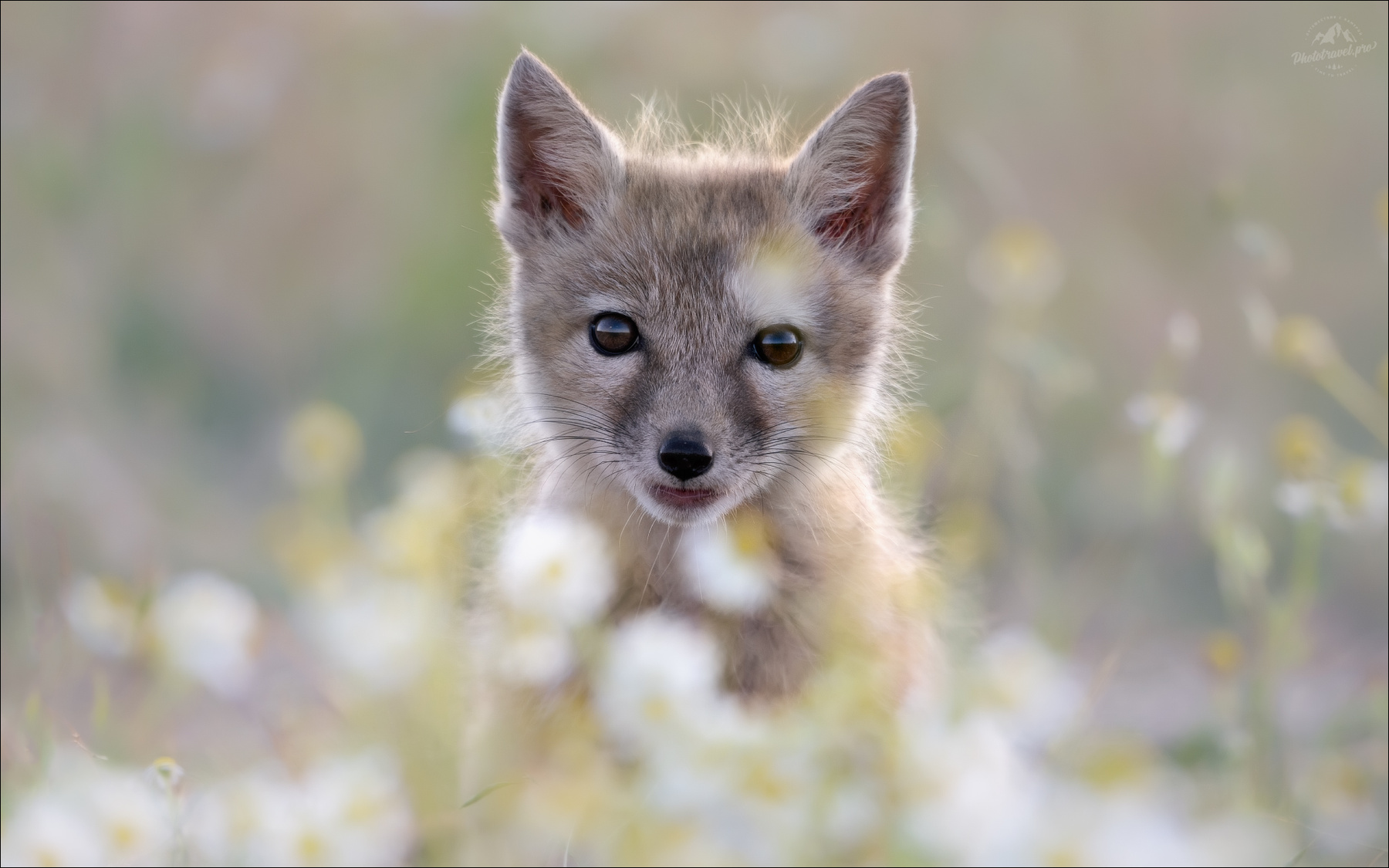 Милашка в ромашках корсачок корсак степная лисица Vulpes corsac лиса калмыкия корсаки корсачата корсачонок