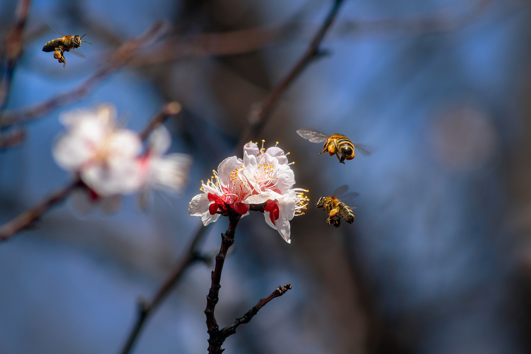 Труженицы. пчела насекомые фон боке природа весна свет цвет цветы