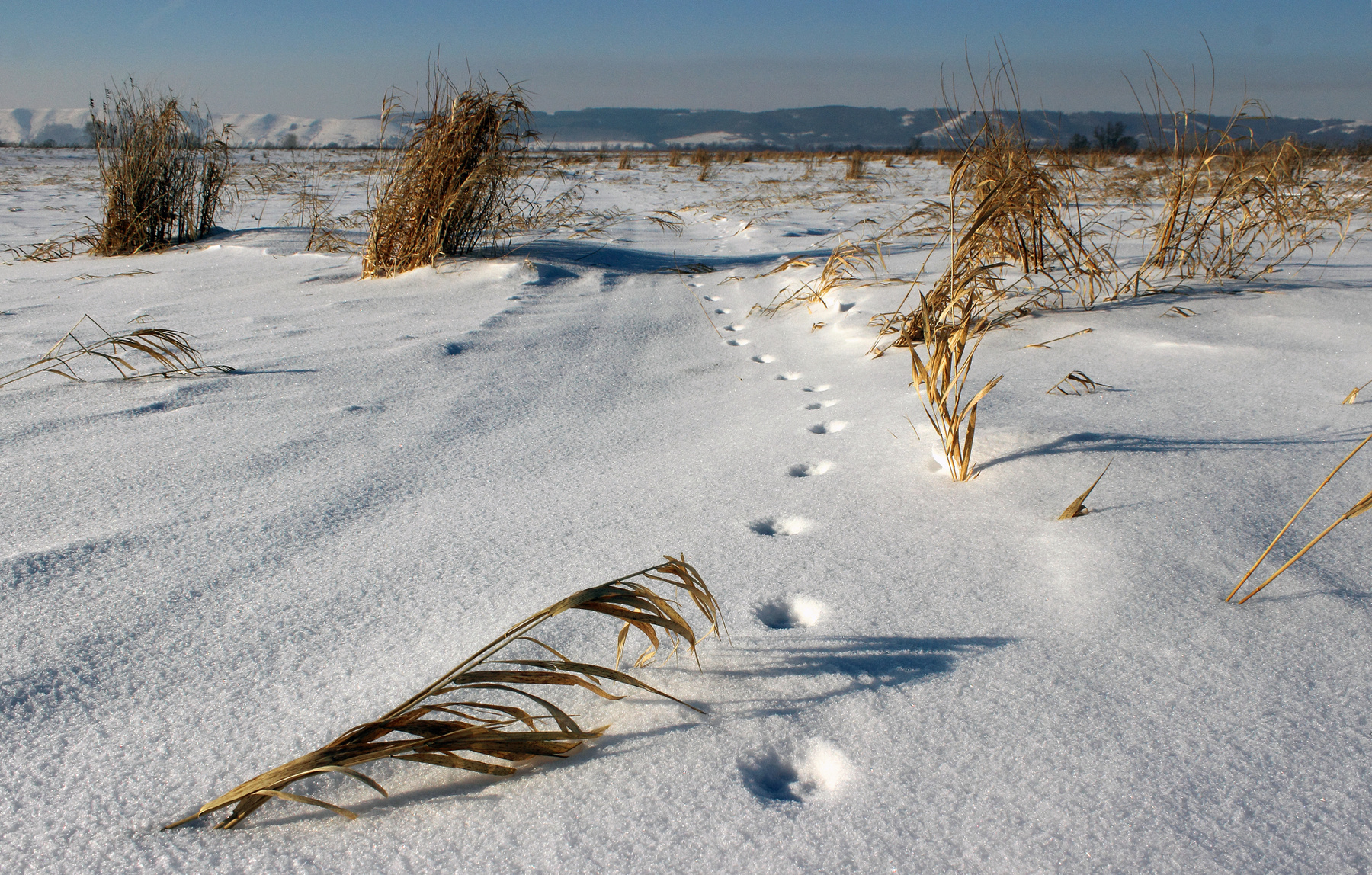 Следы на снегу Зима простор снег поле пейзаж природа следы