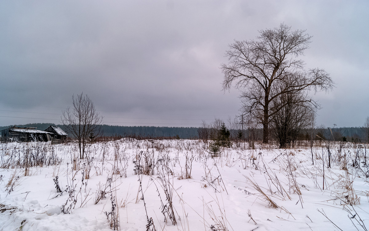 Зима 2020 павино кострома область лисья деревня окраины природа пейзаж зима