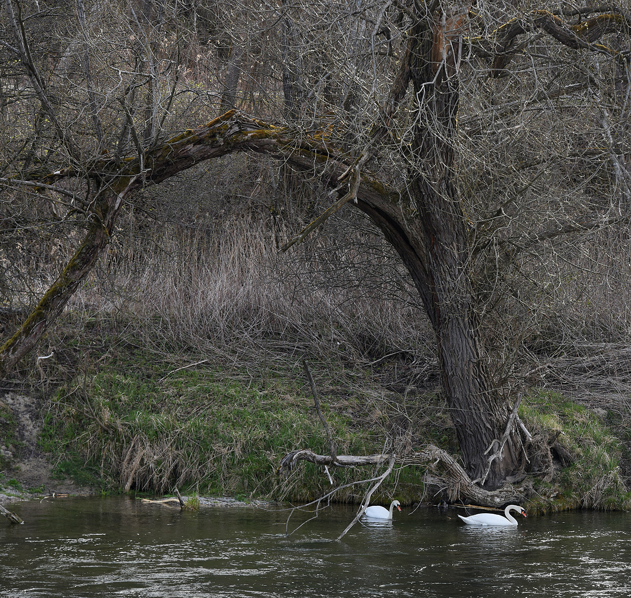 Жизнь на воде река лебеди
