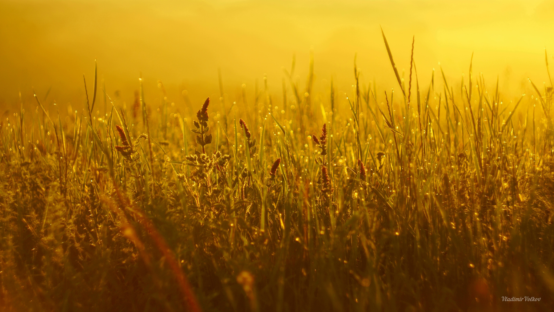 Трава в лучах солнечного света 