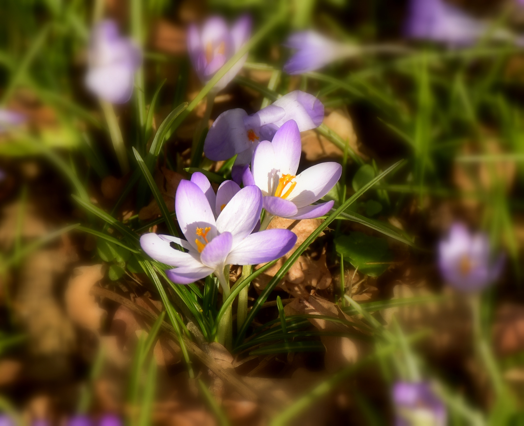 Весенние весна крокусы цветы сиреневое