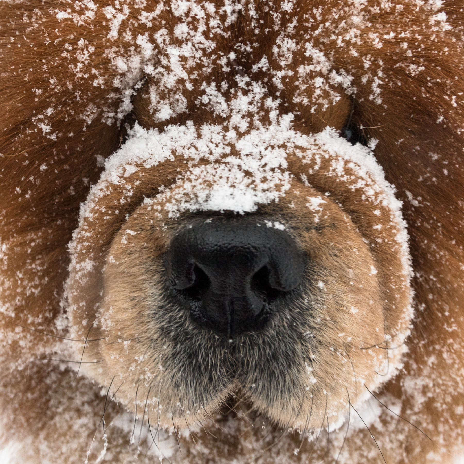 Нос нос собака зима снег