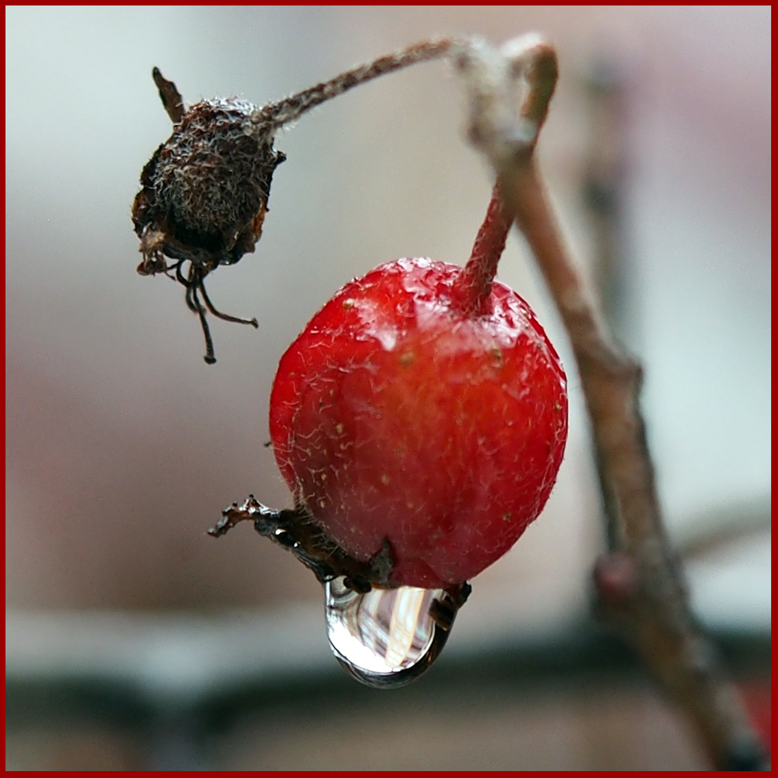 Зимние ягодки... Макро зима ягоды дождь