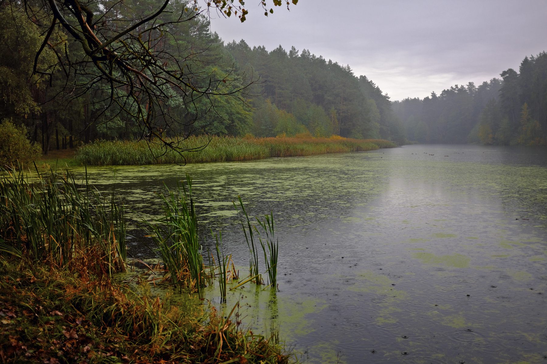 *** Осень дождь озеро лес