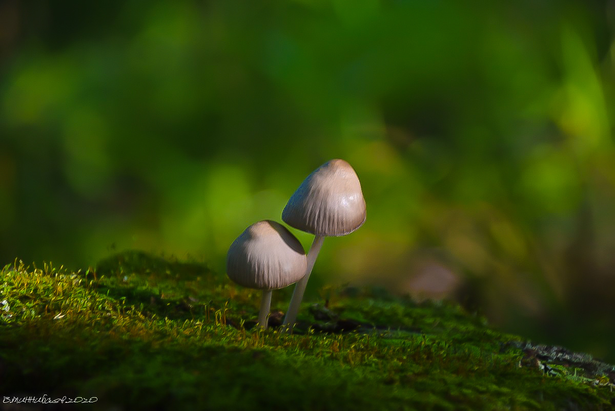 Парочка природа лето лес грибы