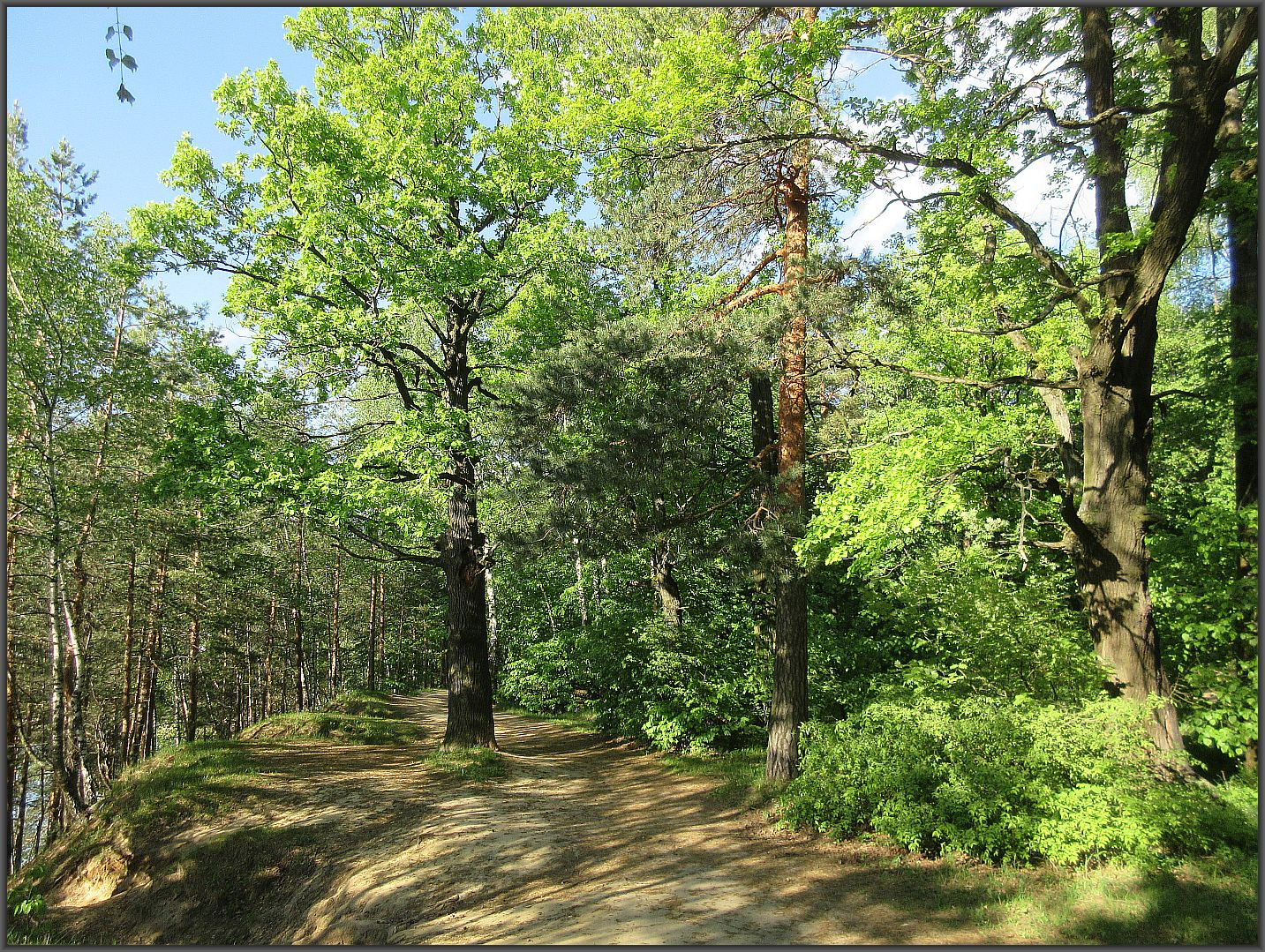 Лыткаринский лес в мае Лыткарино пейзаж