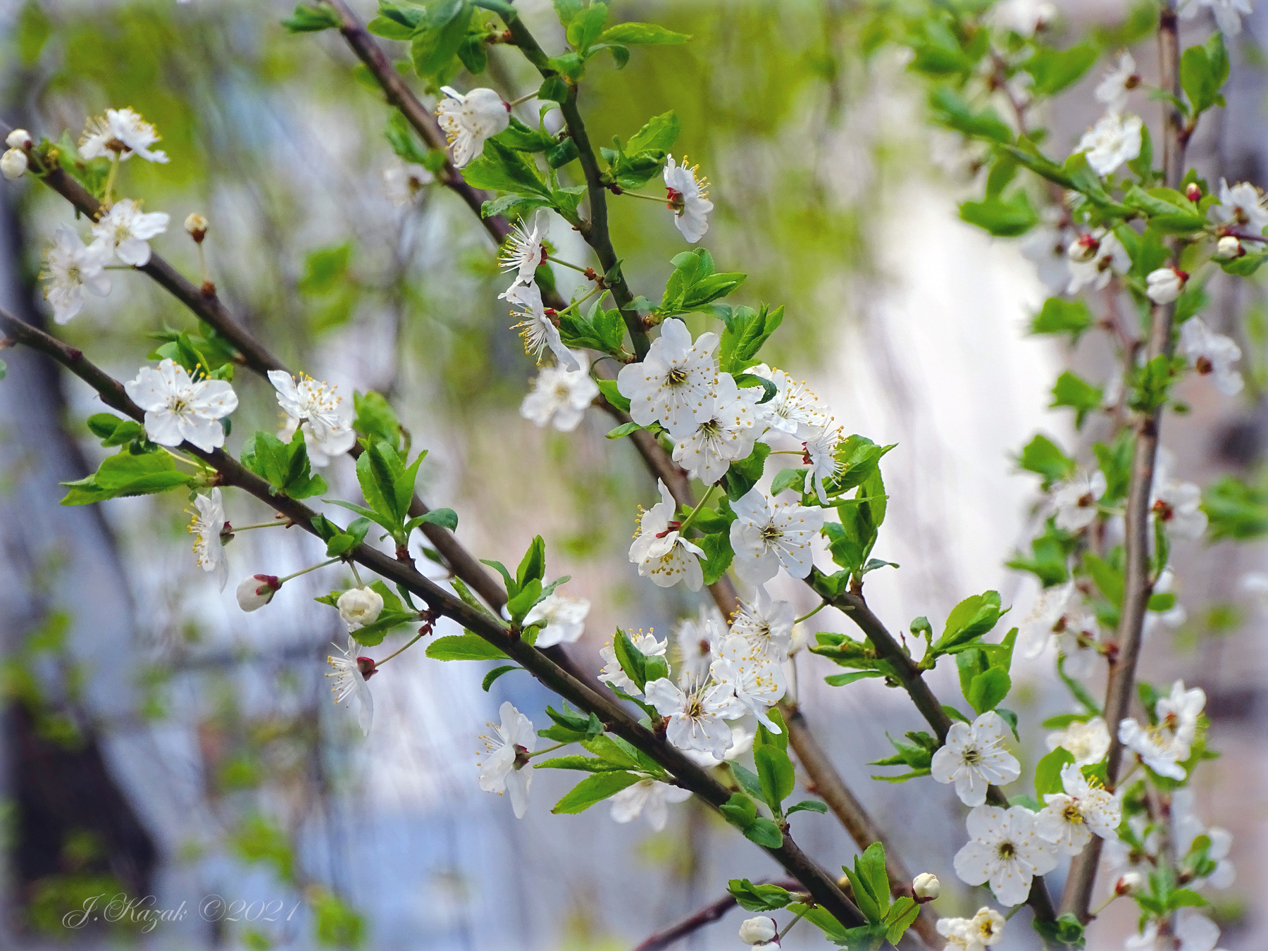 Цветет алыча. природа флора цветы весна