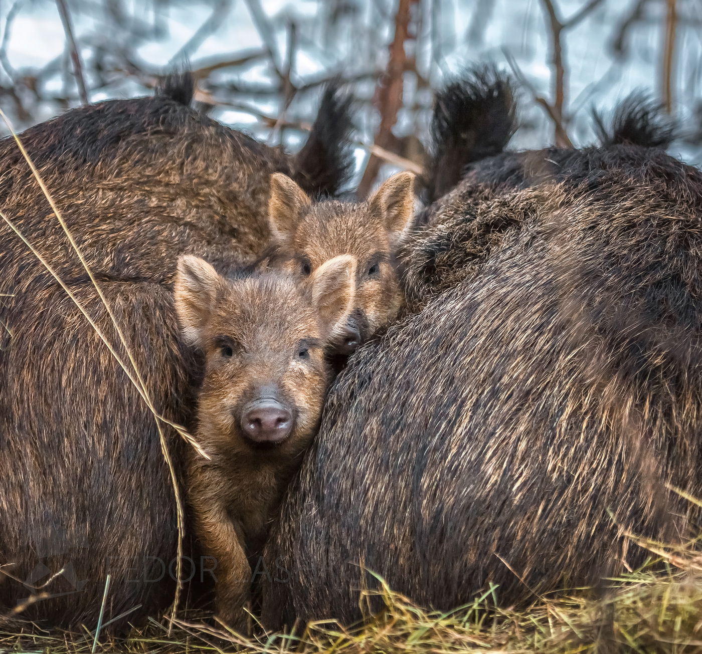 Маленькие защитники Ставропольский край фотоальбом Ставрополье зима поросята кабан дикие животные портрет животное свинья малыши семья фауна