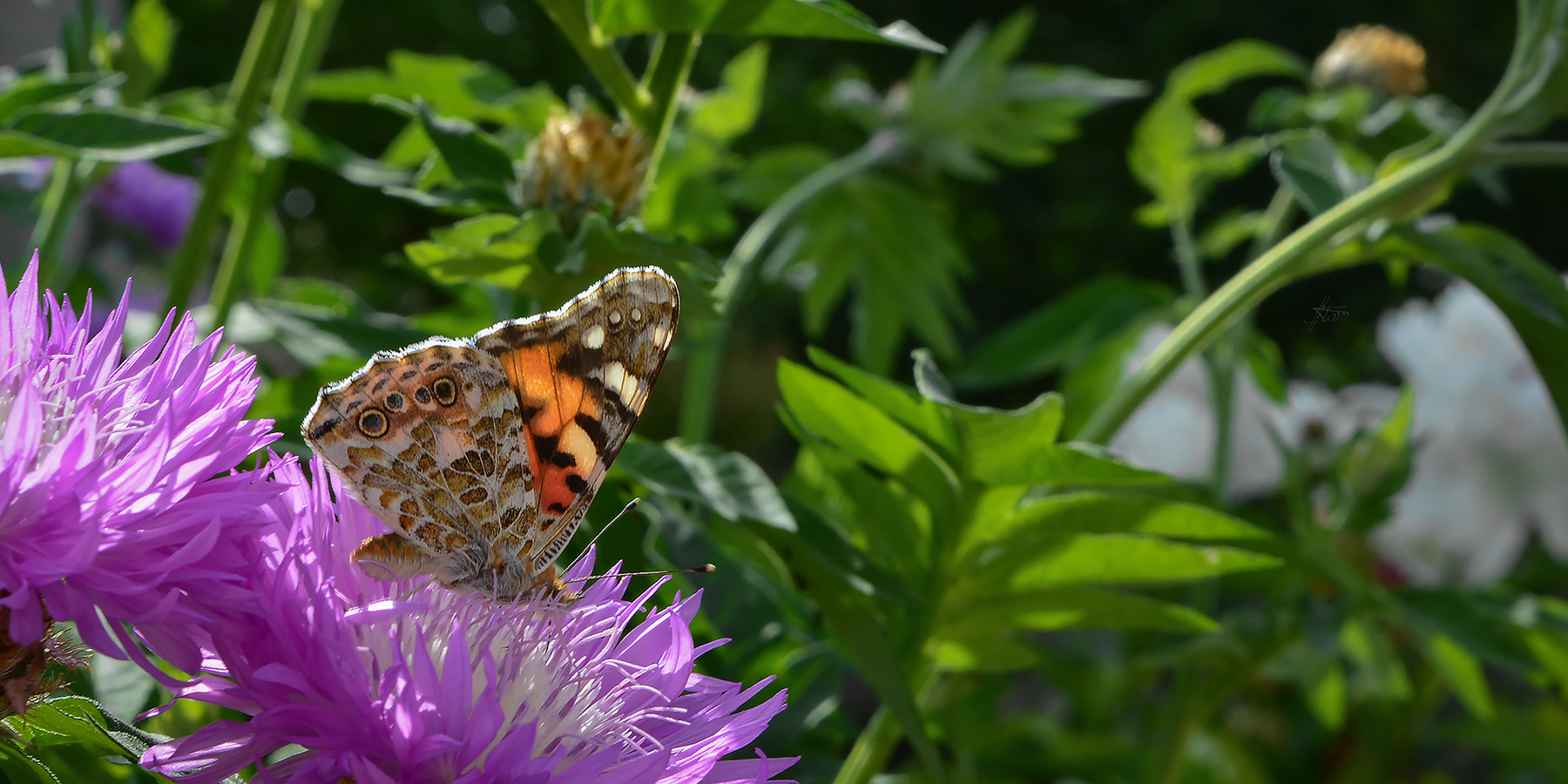 Порхающий май природа весна май бабочки 20190520