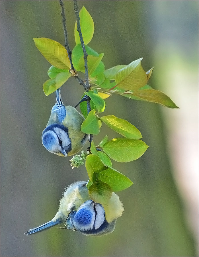 Ветка с синицами :) синицы птицы птица Польша листы ветка весна Бытом