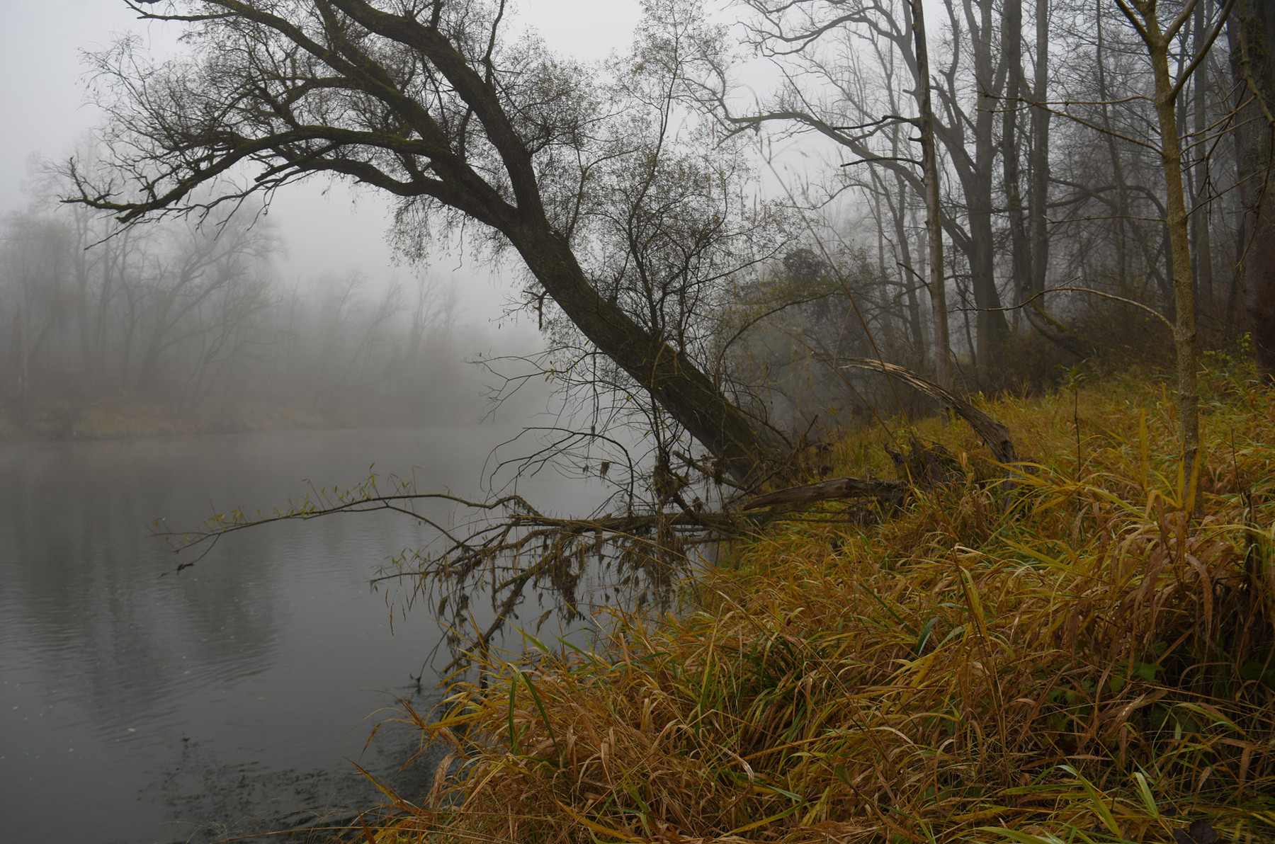 ЪЪ утро туман река дерево