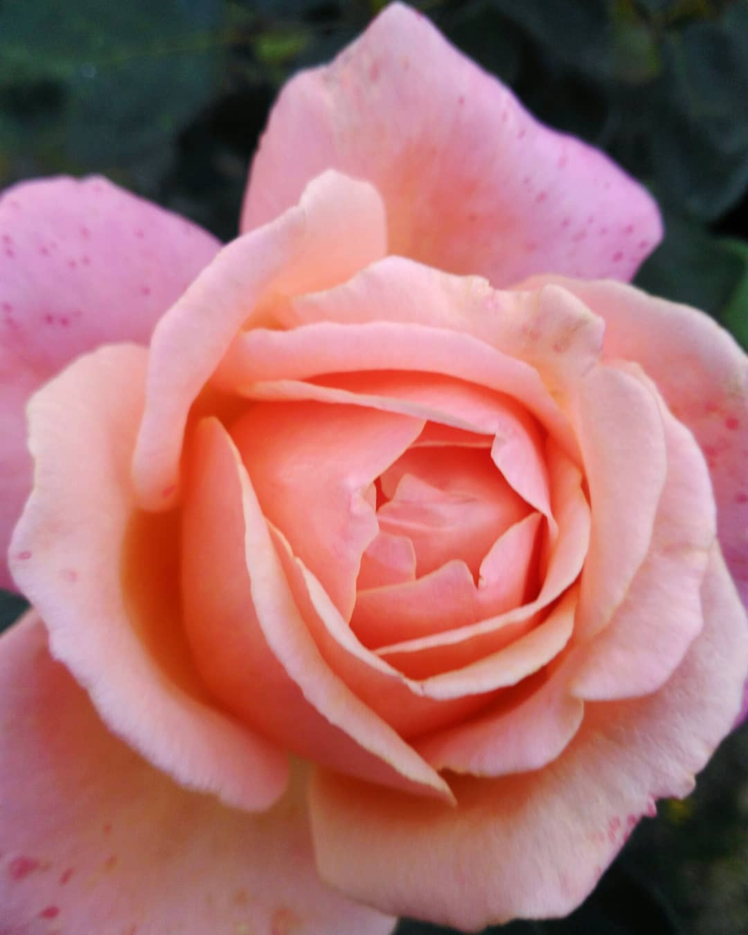 Sunset rose закат роза макро