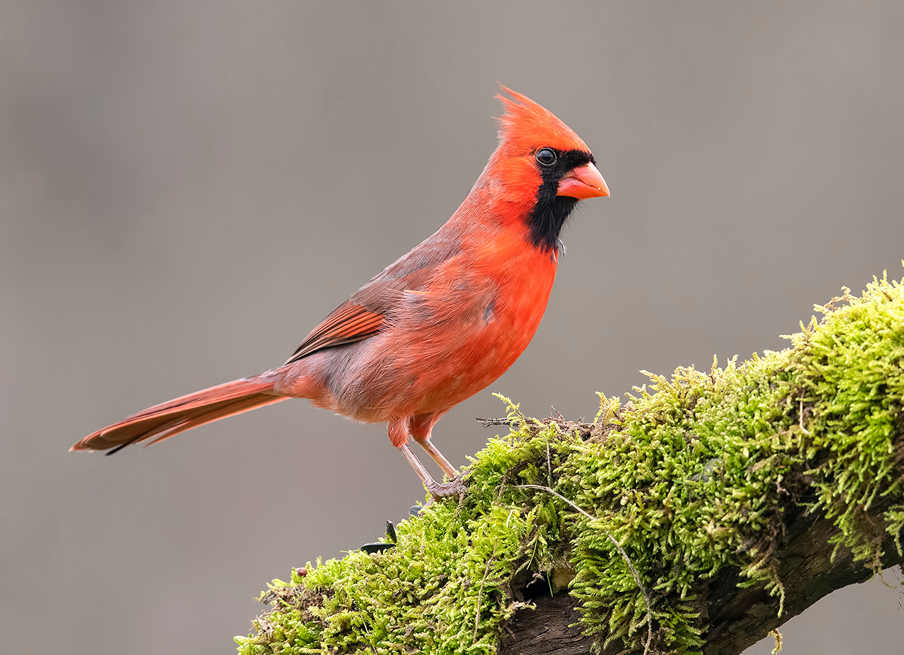 Красный кардинал cамец - Northern Cardinal male 