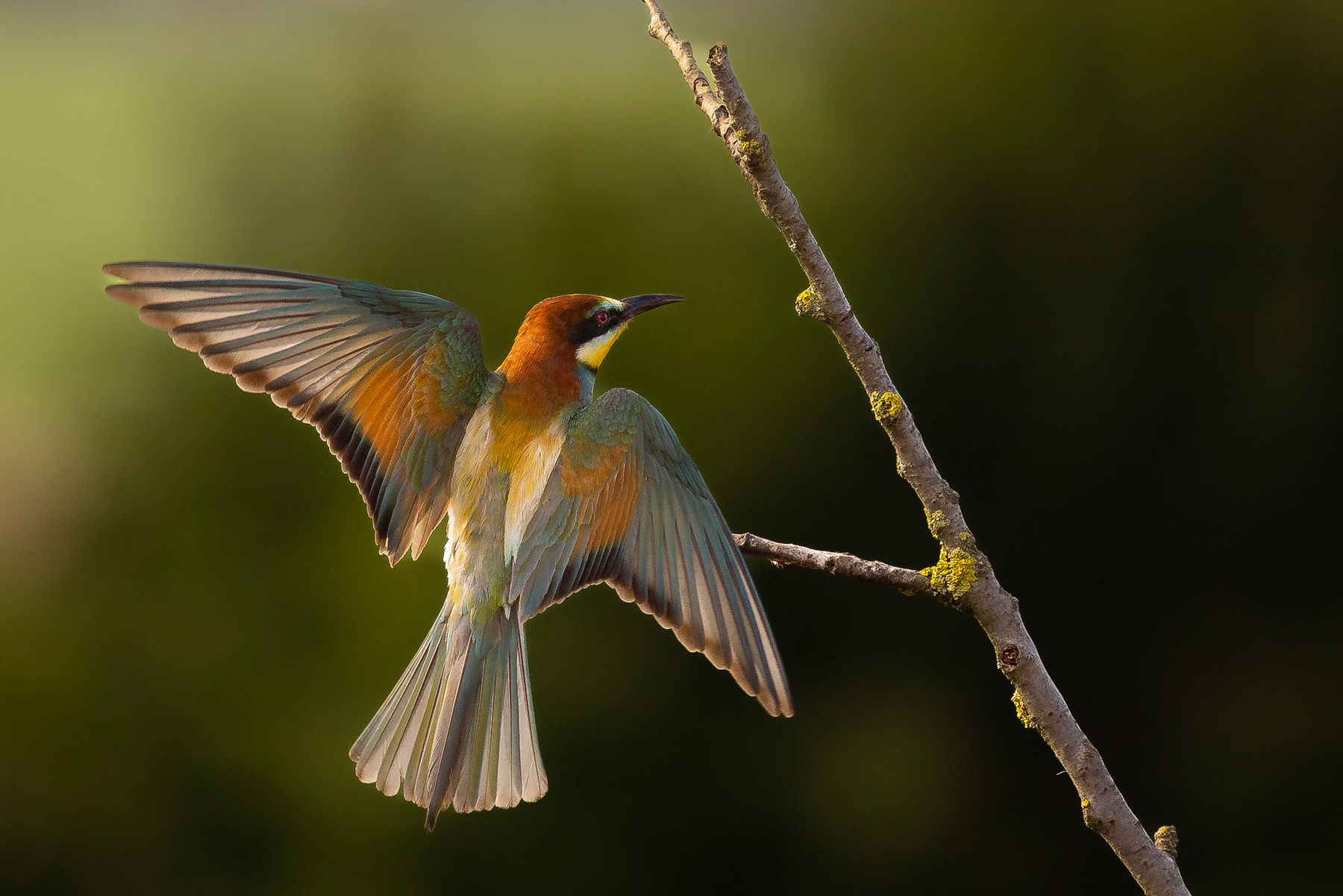Bee-eater 