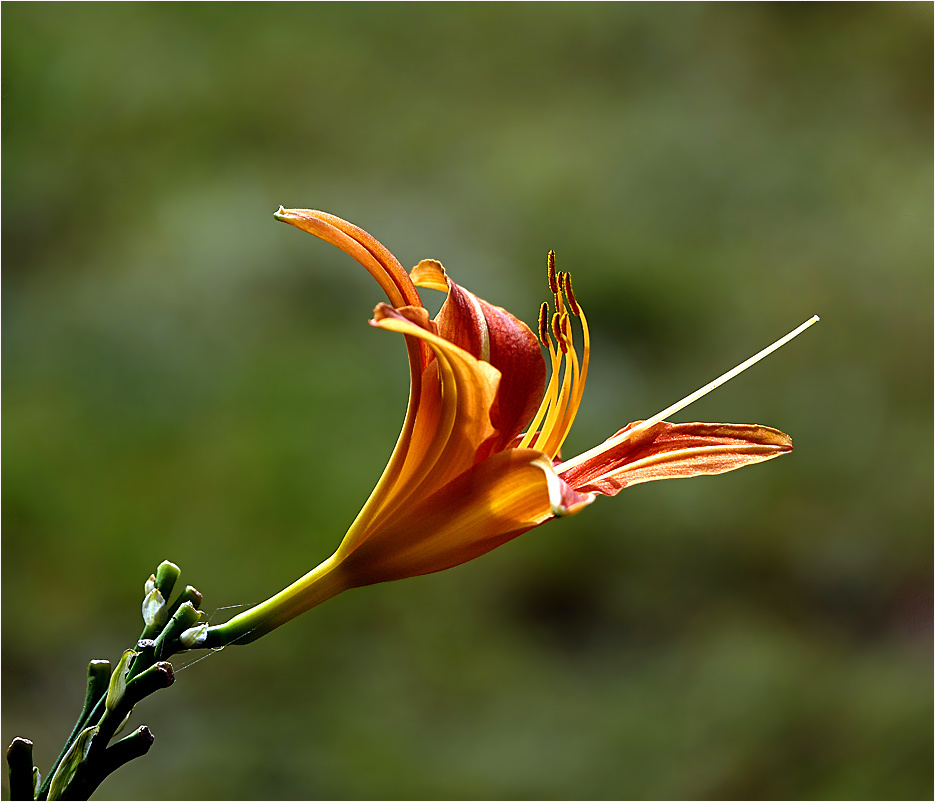 Красоднев гибридный Hemerocallis hybrida Hemerocallidaceae Красоднев гибридный растение цветок