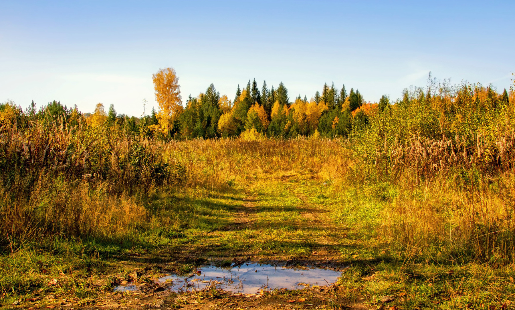 осенняя фоточка россия урал осень природа пейзаж дорога лес деревья поле вода перспектива