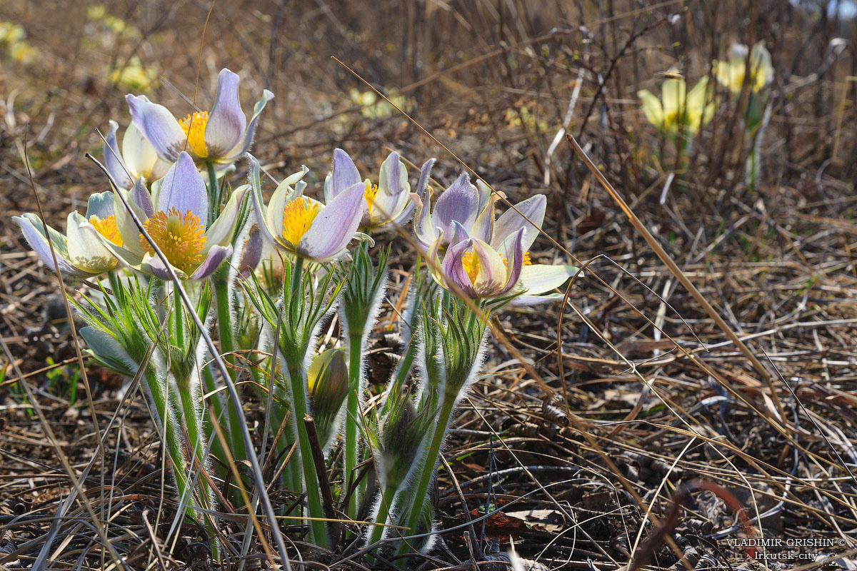 *** подснежник сибирский фото прострел цветы весной