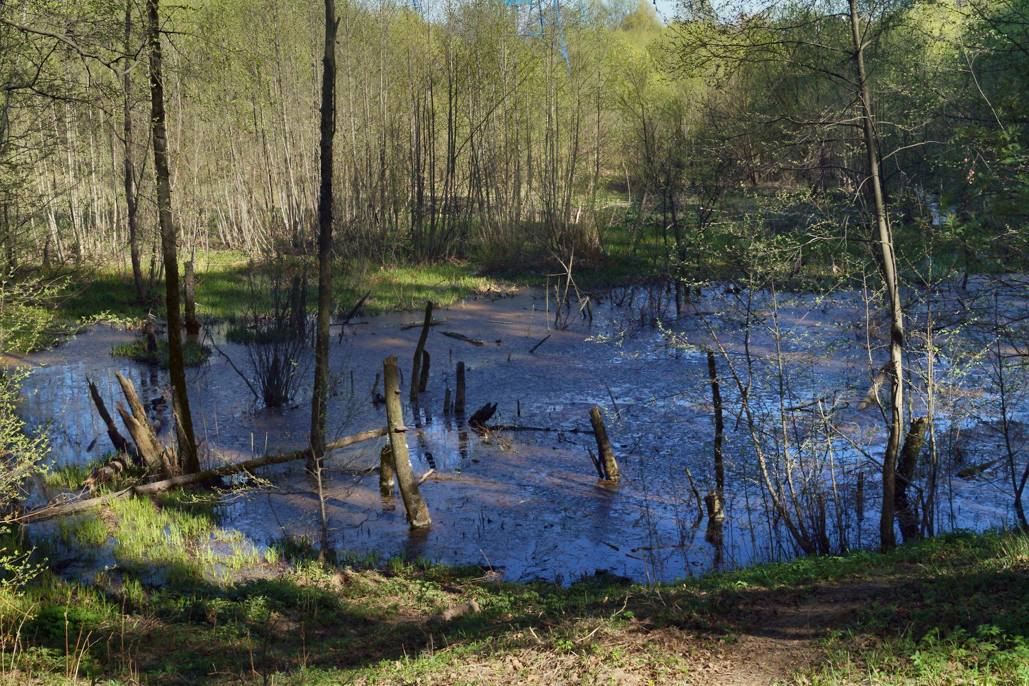Весеннее болотце весна болото