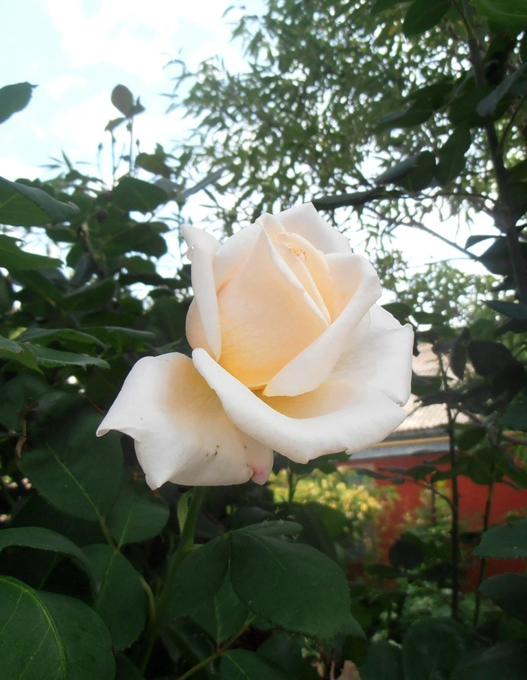 Утренняя роза цветы
